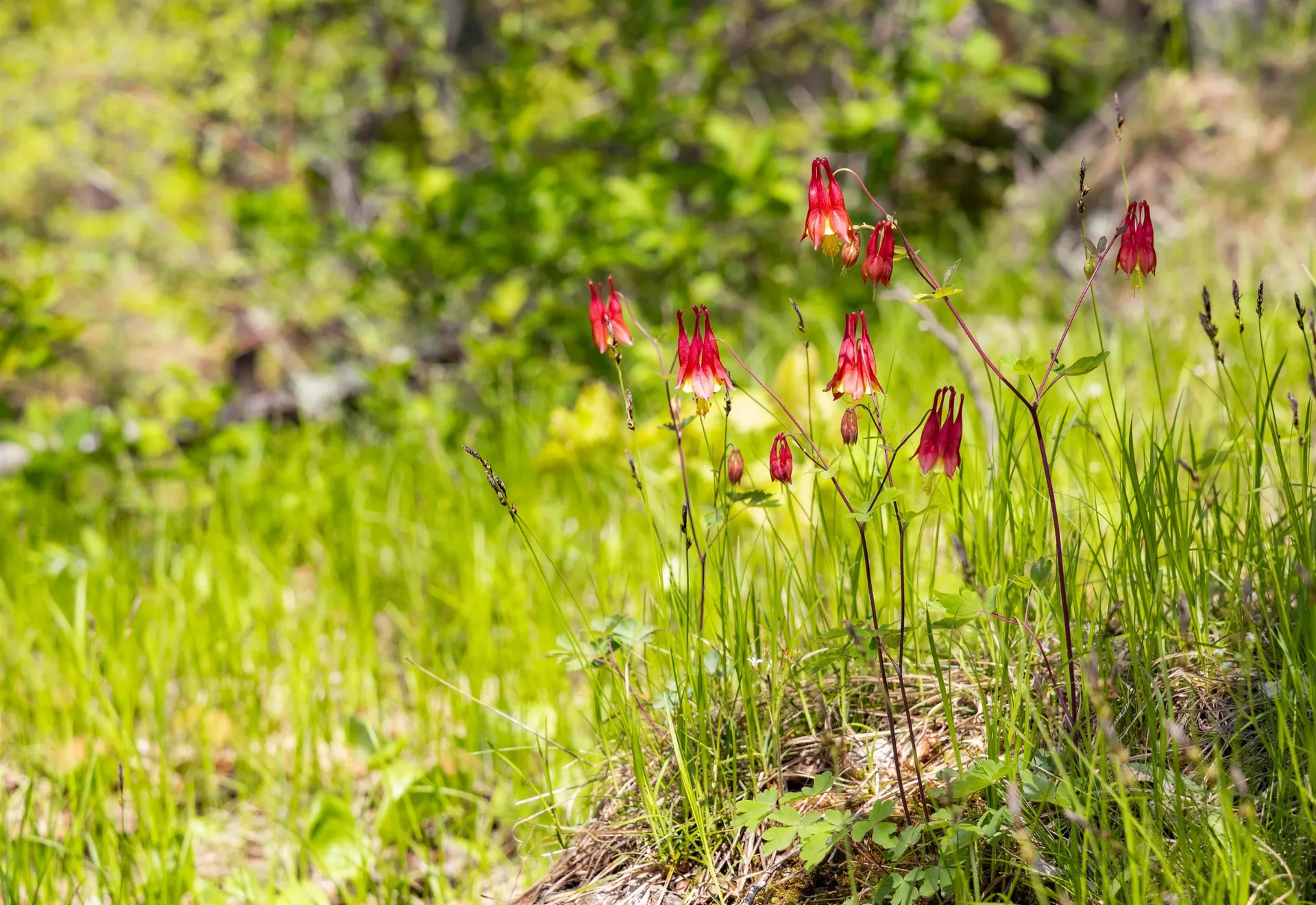 189 Shagbark Lane Williston VT 05495