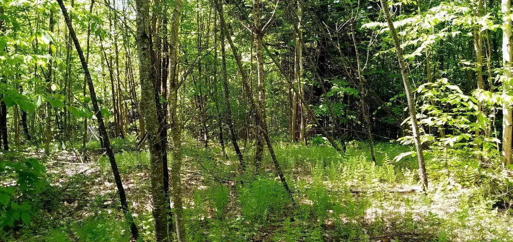 00 Arnold Lane Wolcott VT 05680