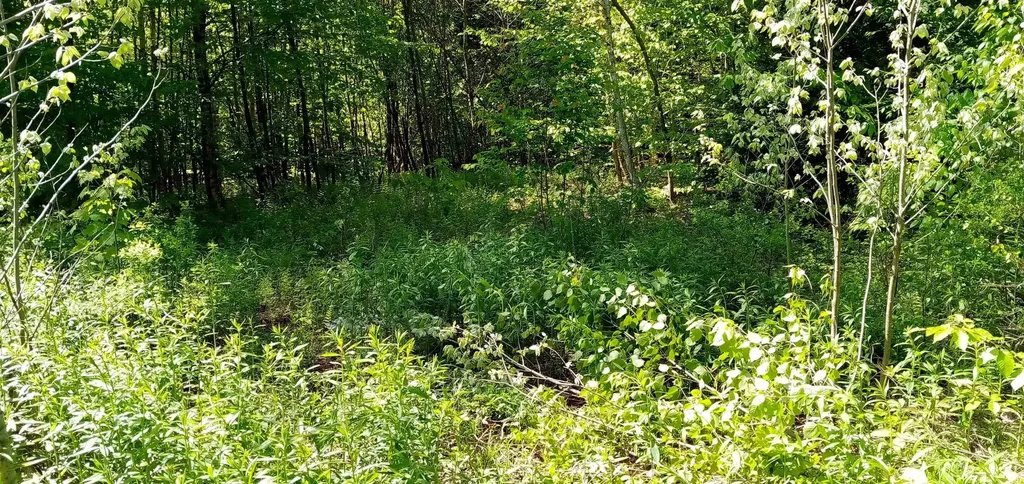 00 Arnold Lane Wolcott VT 05680