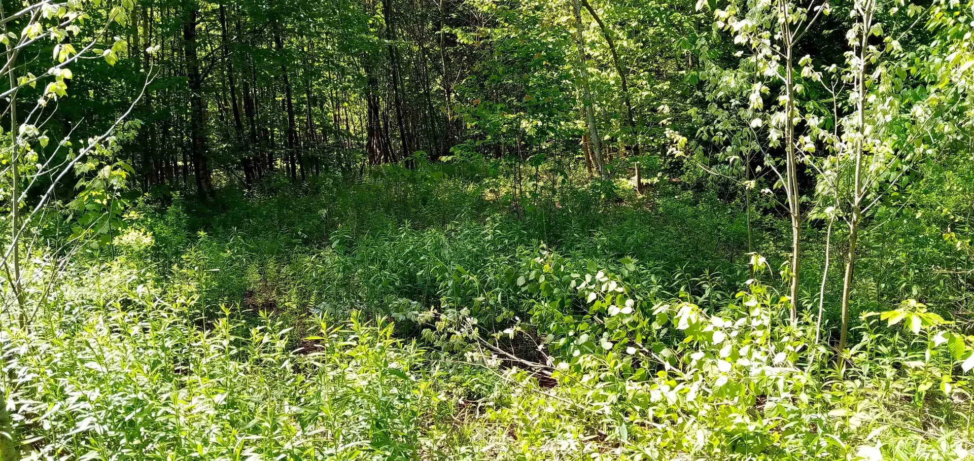 00 Arnold Lane Wolcott VT 05680