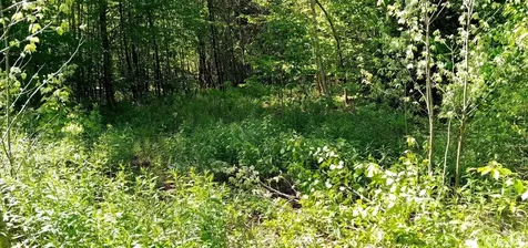 00 Arnold Lane Wolcott VT 05680