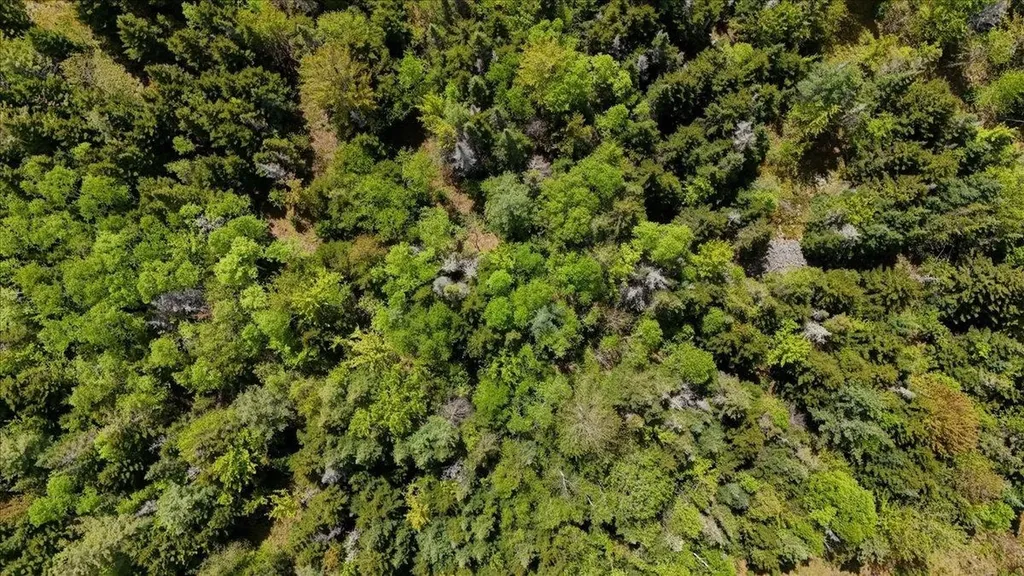 Longhill/leonard Road Concord VT 05824