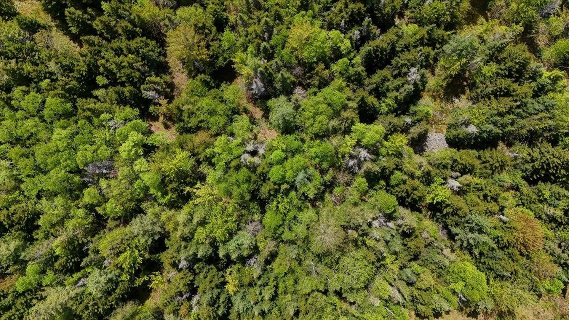 Longhill/leonard Road Concord VT 05824