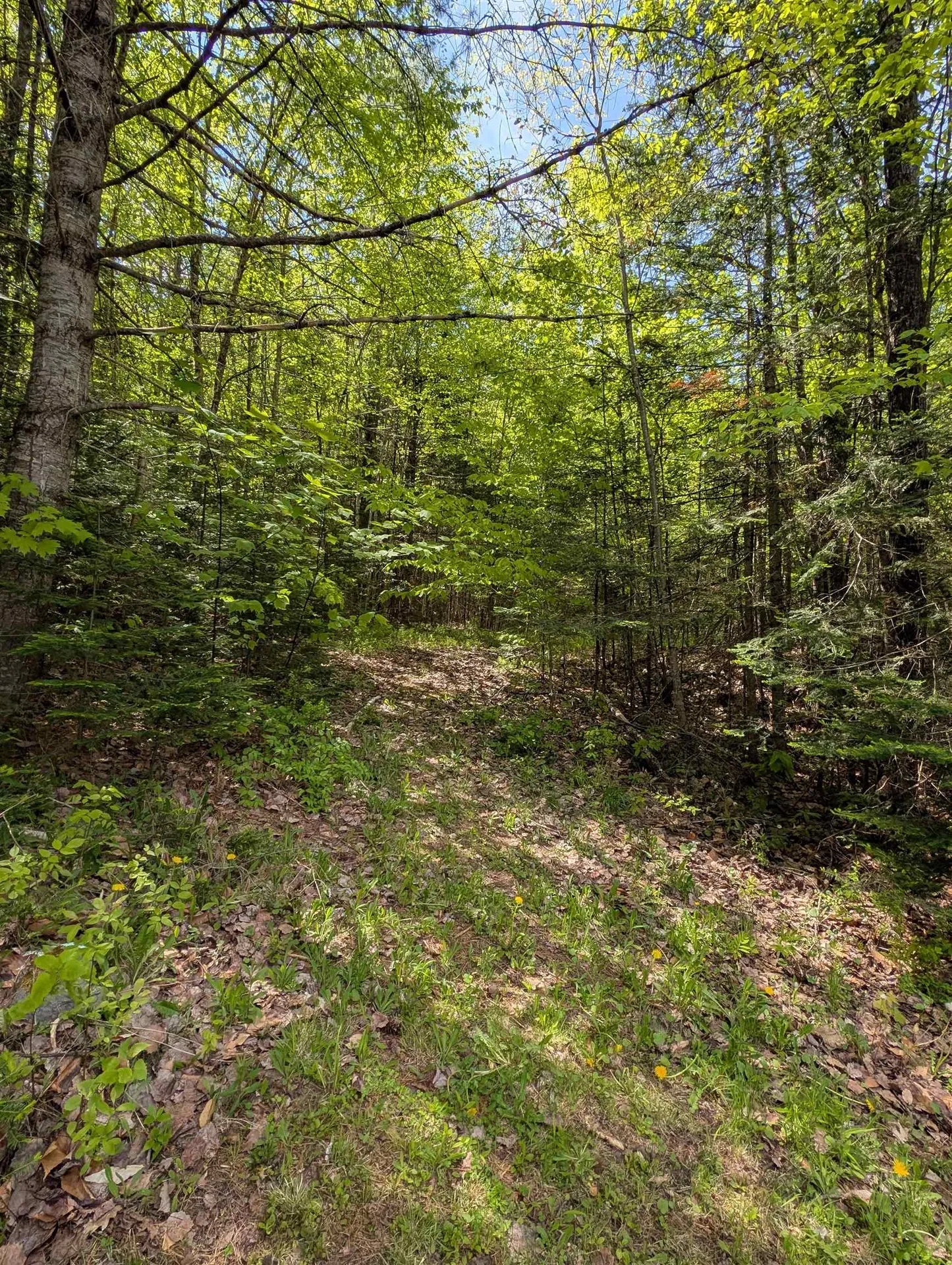 2237 Mann's Hill Road Littleton NH 03561