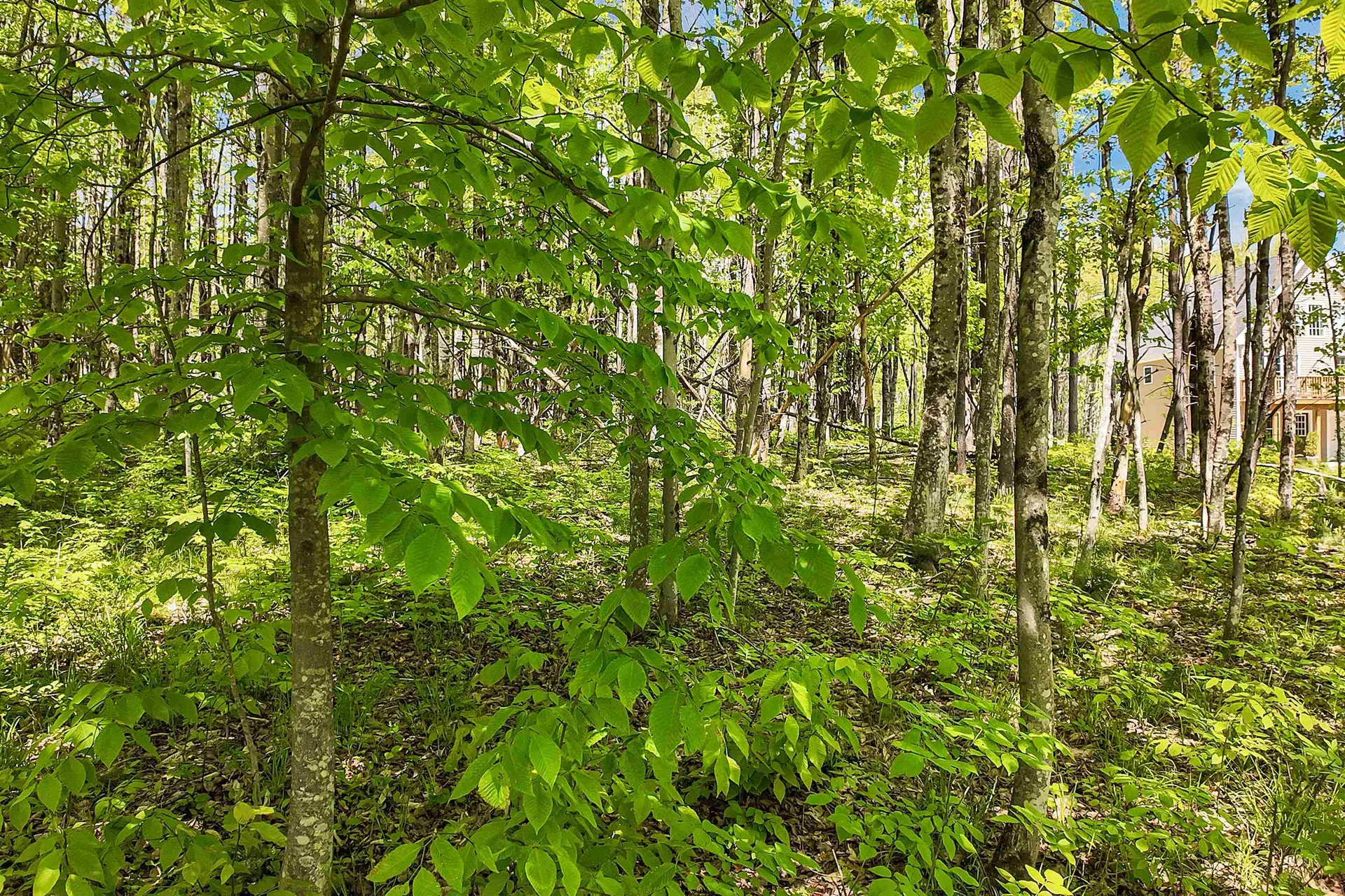 Lot 4 Vere Royce Road Tuftonboro NH 03816