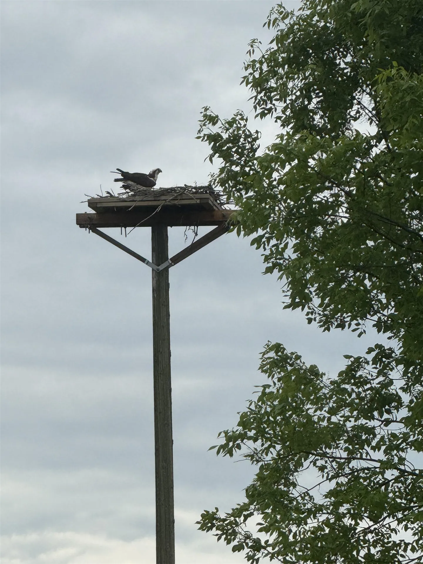 0 Vt Route 125 Bridport VT 05734