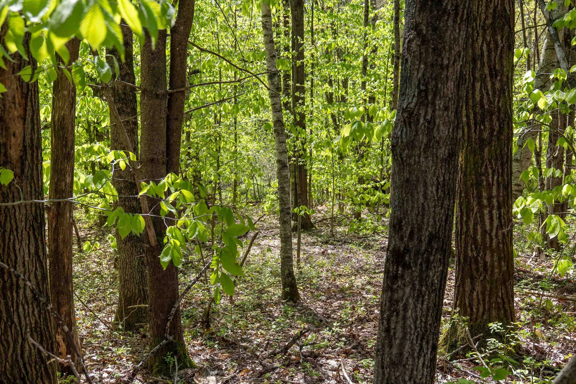 Rowell Drive Franklin NH 03235