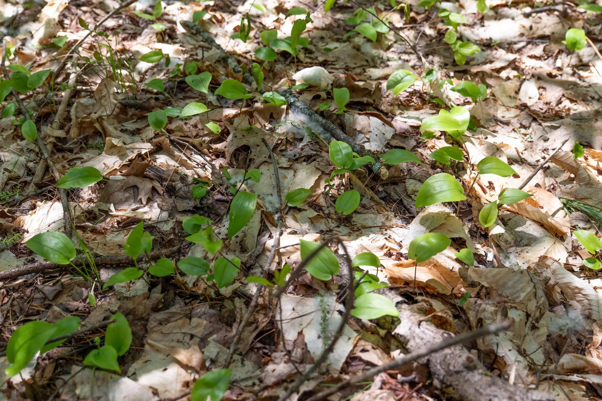 Rowell Drive Franklin NH 03235