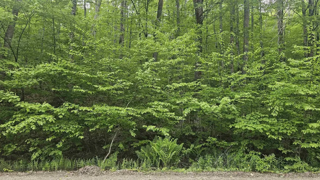 M111 L24&25 Tigola Trail Stoddard NH 03464