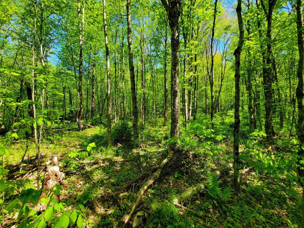 925 Hathaway Road Goshen VT 05733