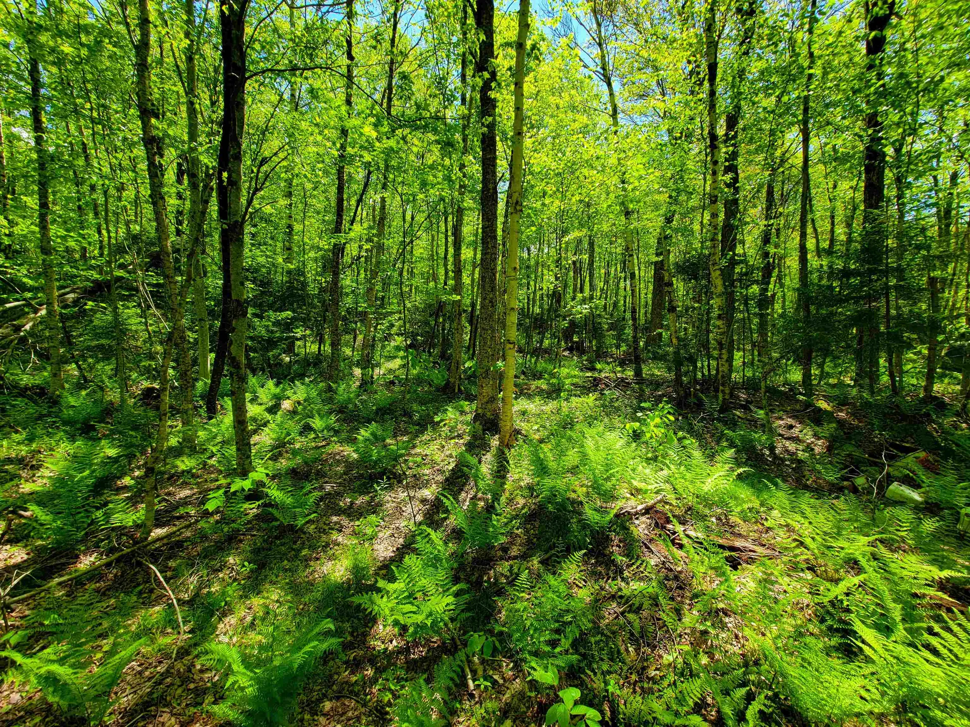 925 Hathaway Road Goshen VT 05733