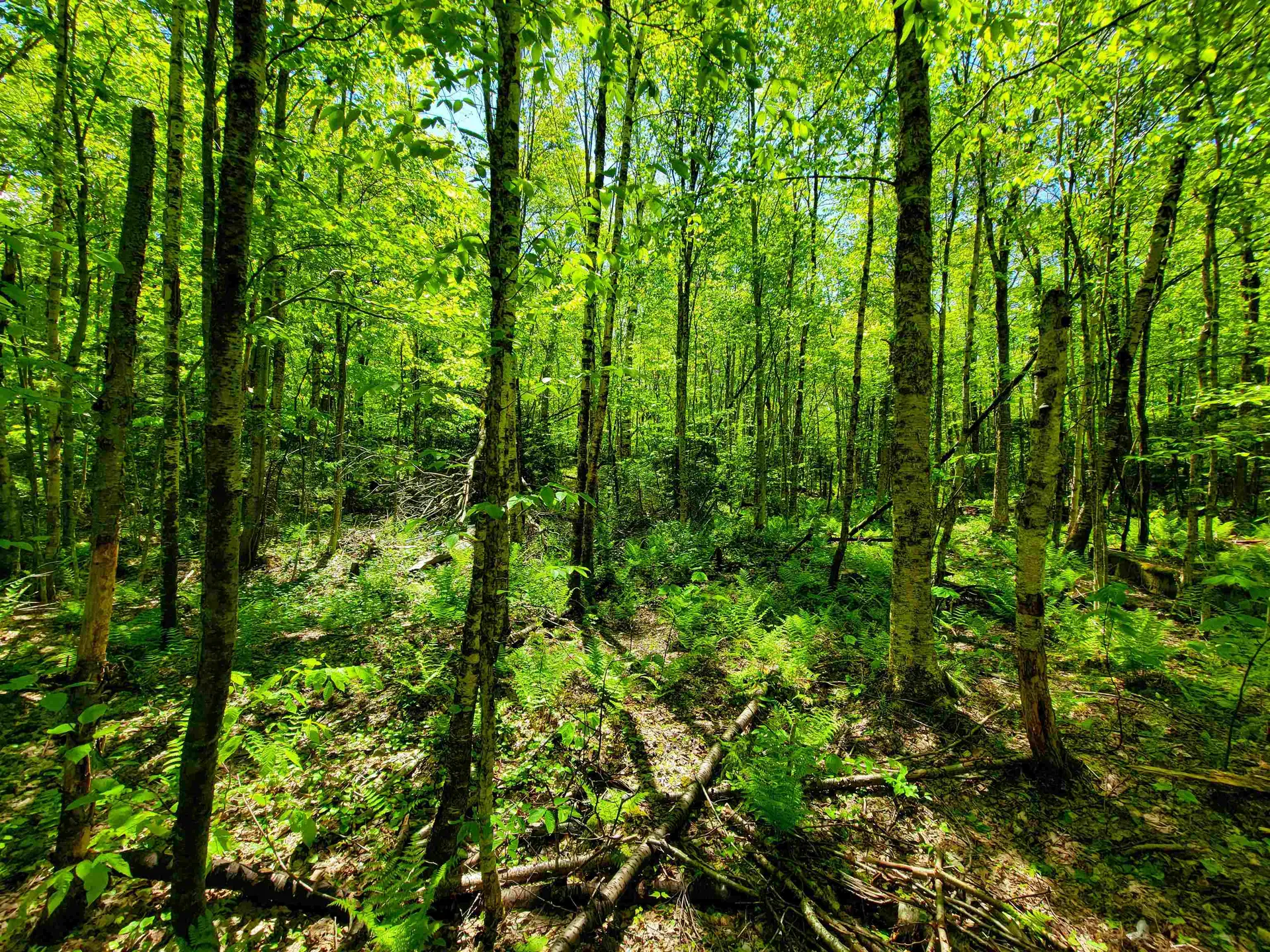 925 Hathaway Road Goshen VT 05733