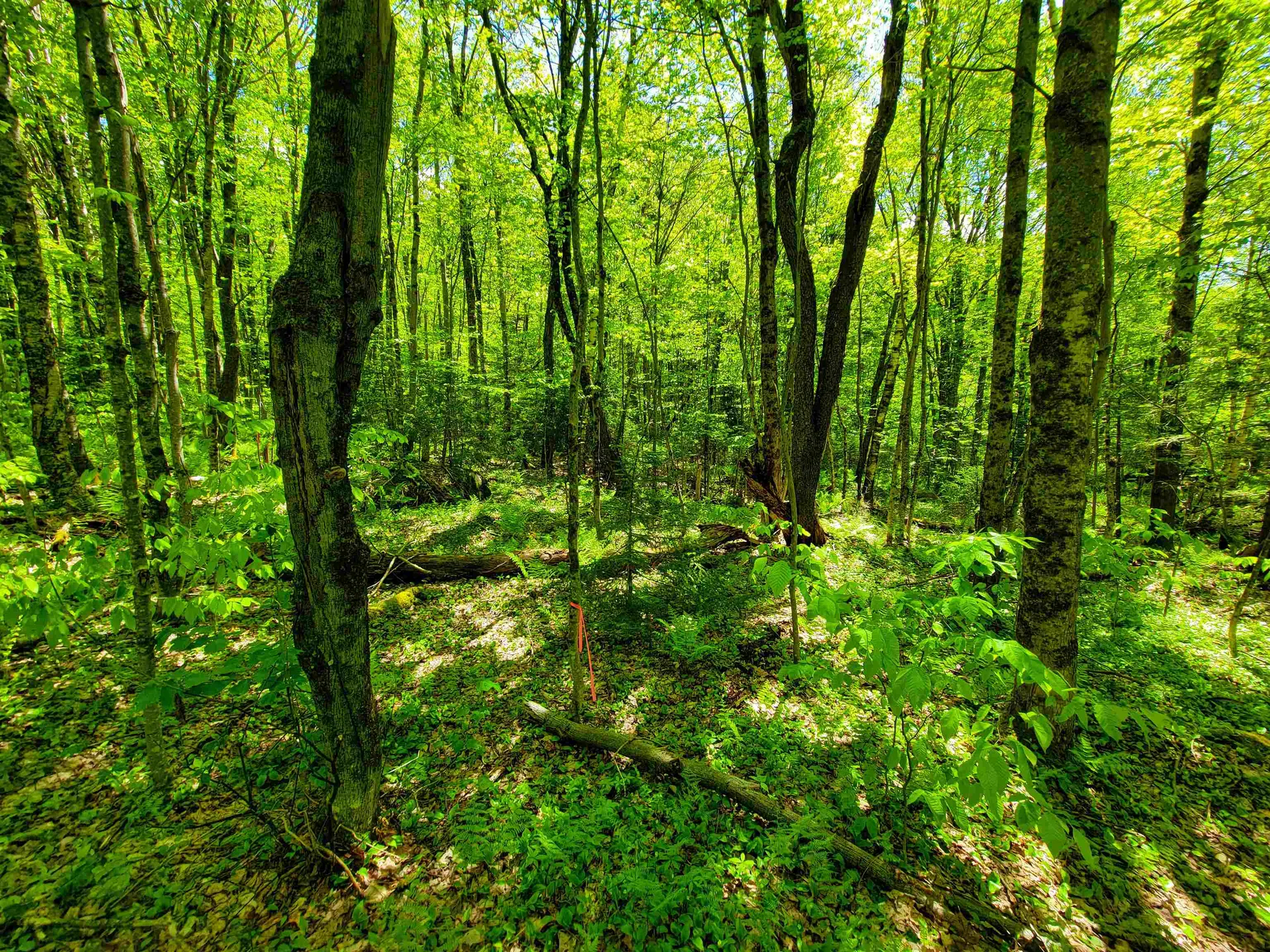 925 Hathaway Road Goshen VT 05733