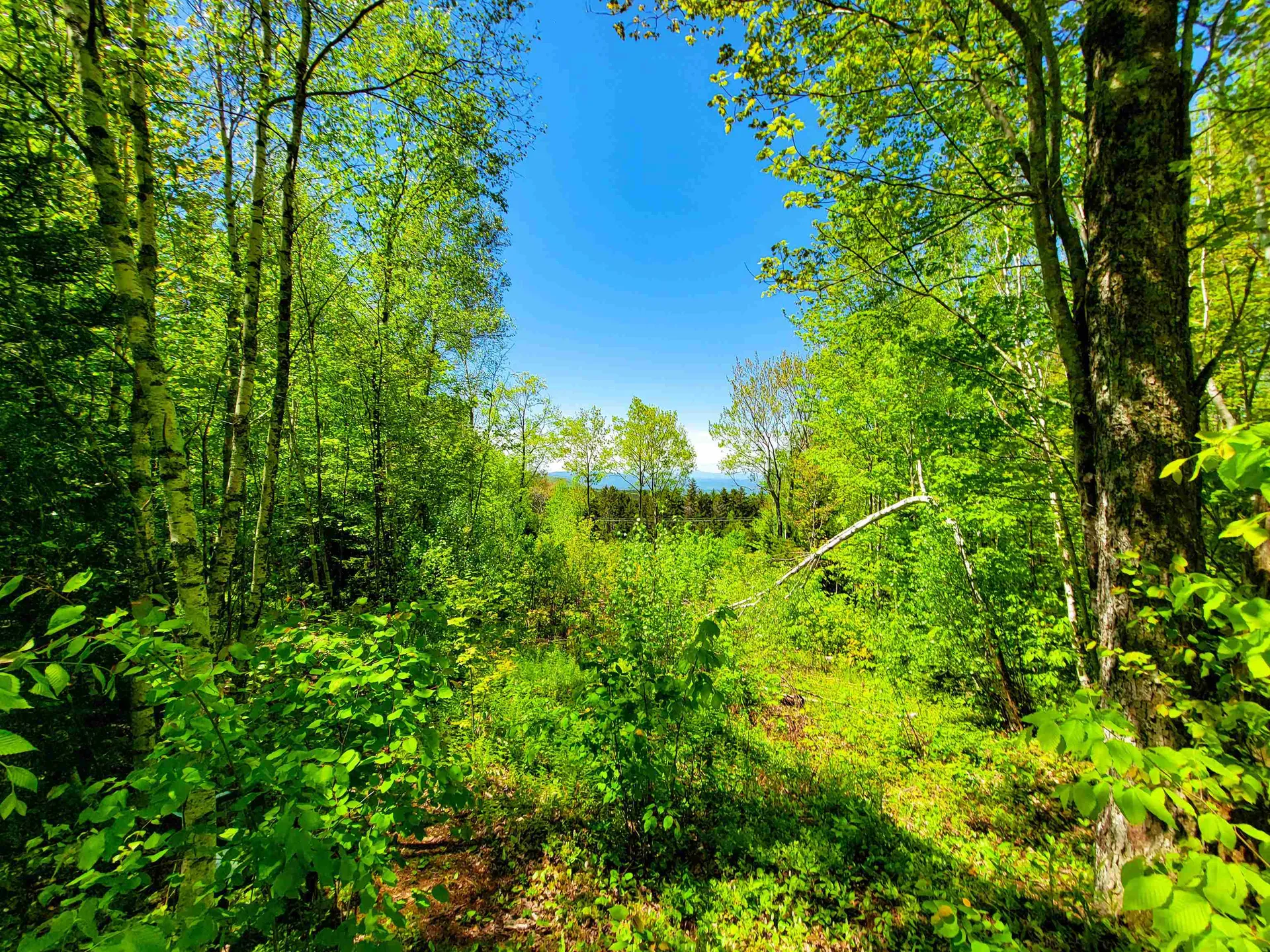 925 Hathaway Road Goshen VT 05733