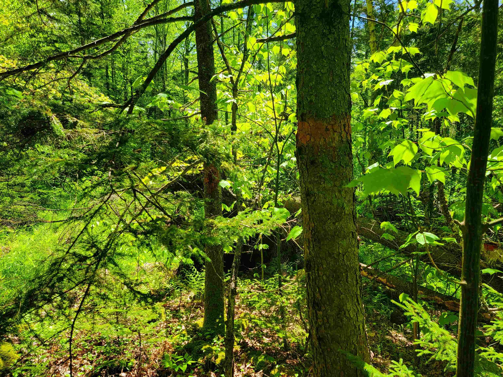 925 Hathaway Road Goshen VT 05733