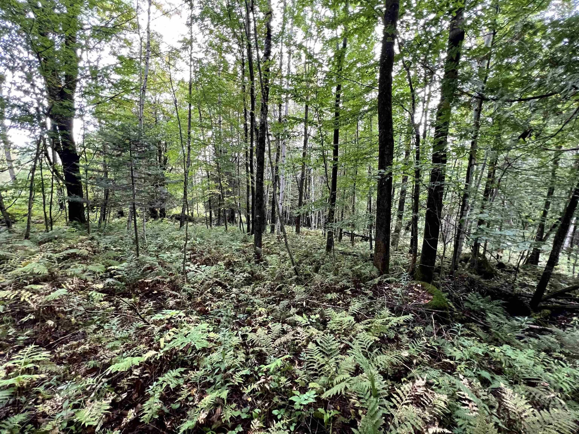 - Wayesses Shore Road Morgan VT 05853