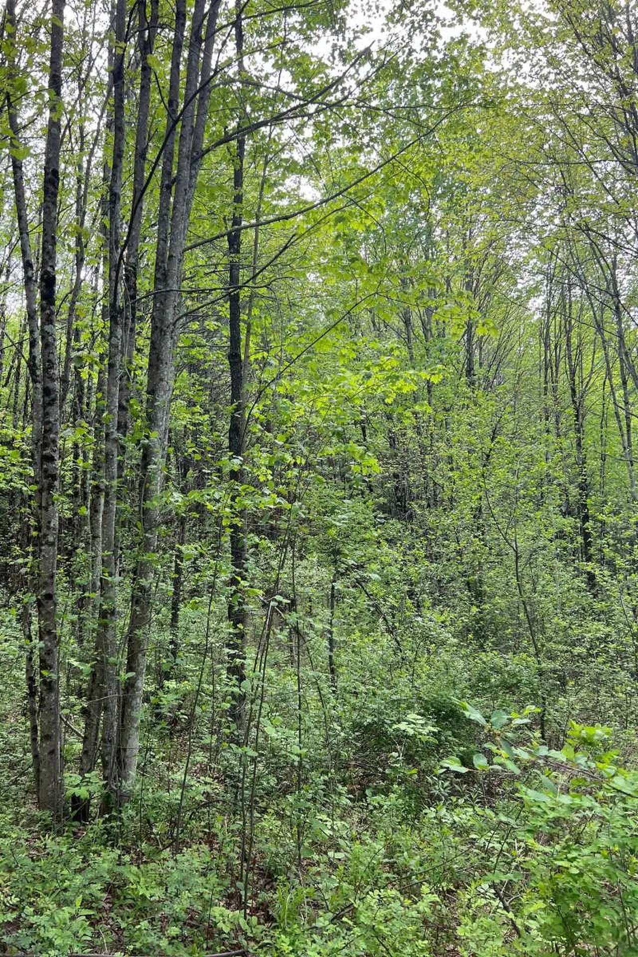 0 Old Walpole Road Keene NH 03431