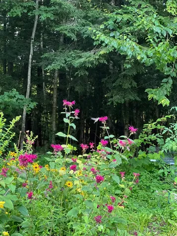 75 Wallis Woods Road Waitsfield VT 05673