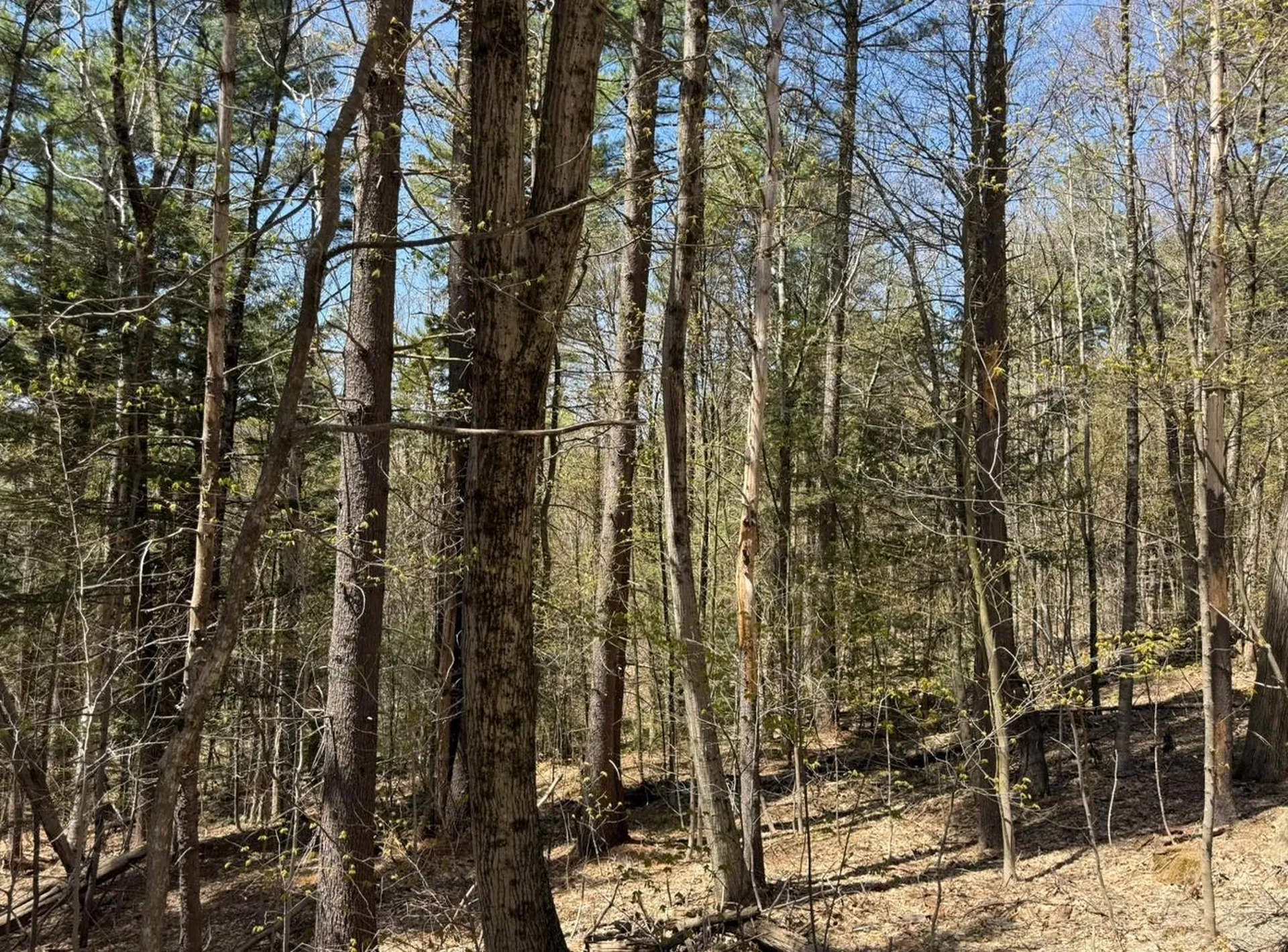 189 North Street Dover VT 05431