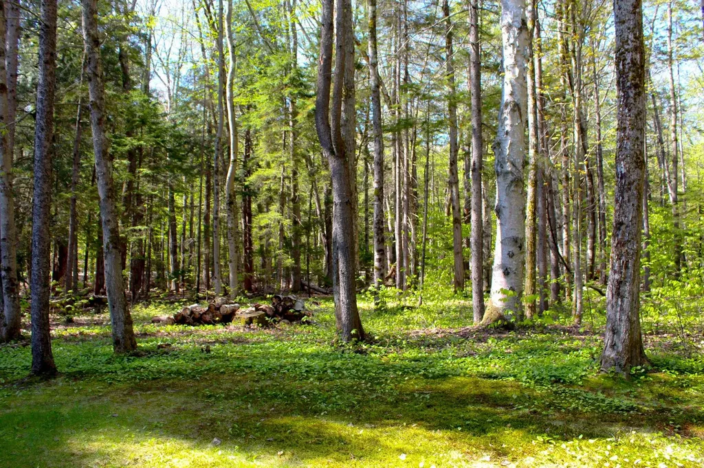 238 Hemlock Hill Road Wardsboro VT 05355