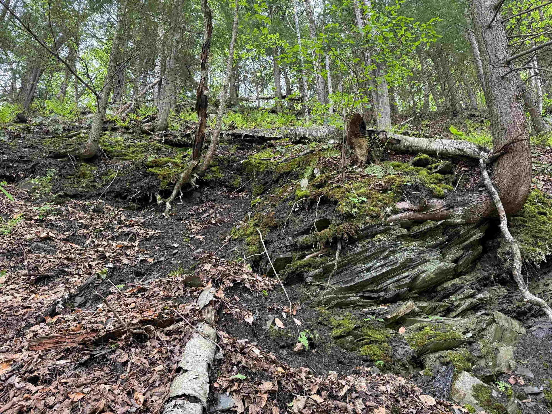 62 Northfield Street Montpelier VT 05602