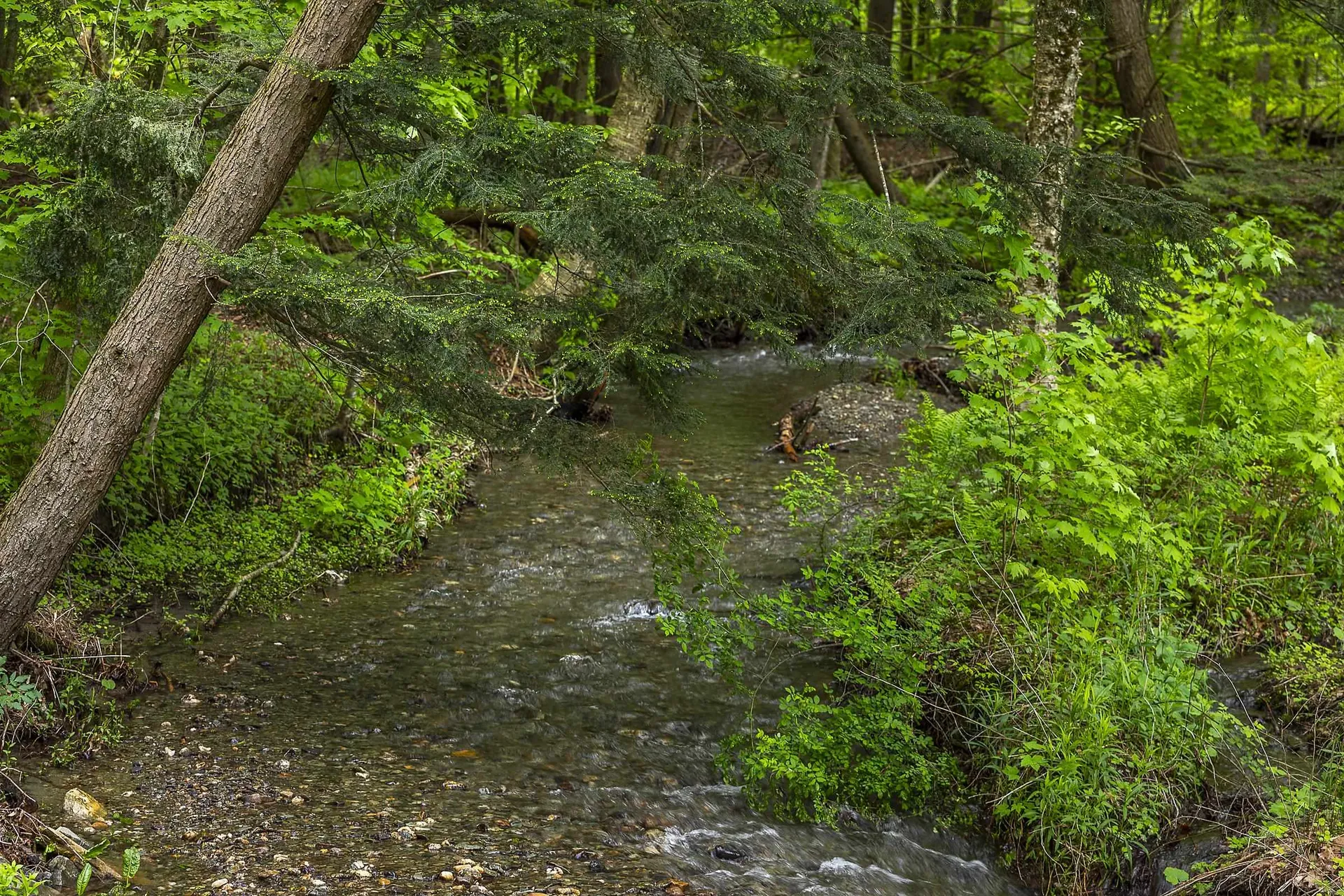 390 Tiffany Lane Pawlet VT 05761