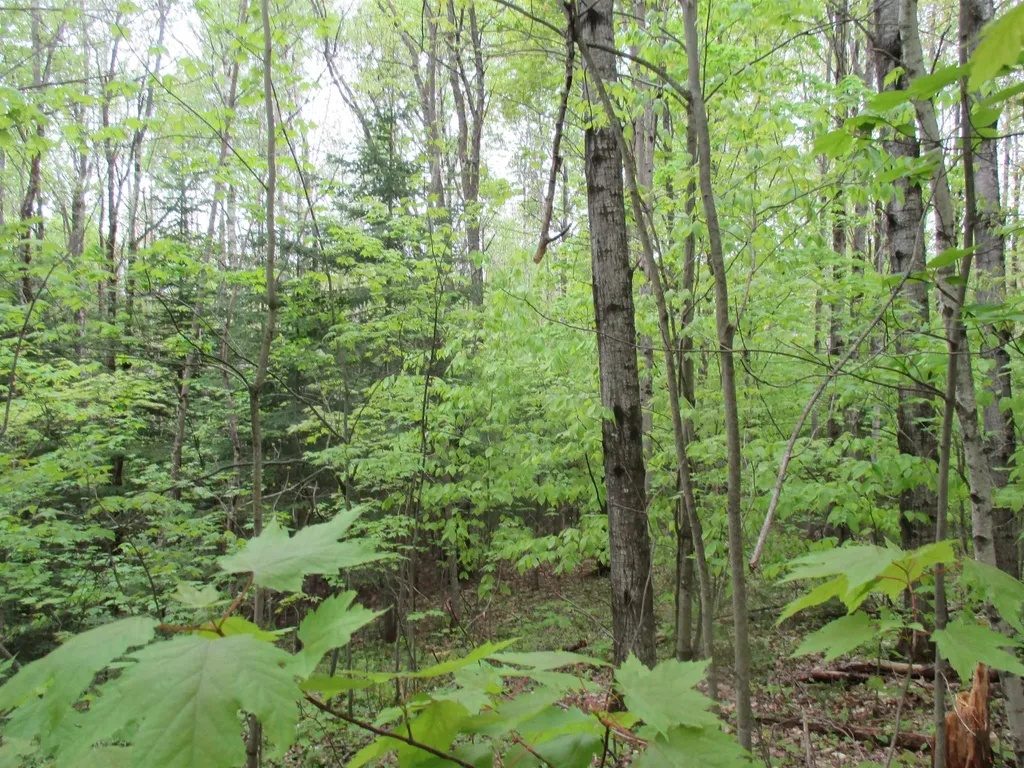 Kettle Farm Road Westfield VT 05874