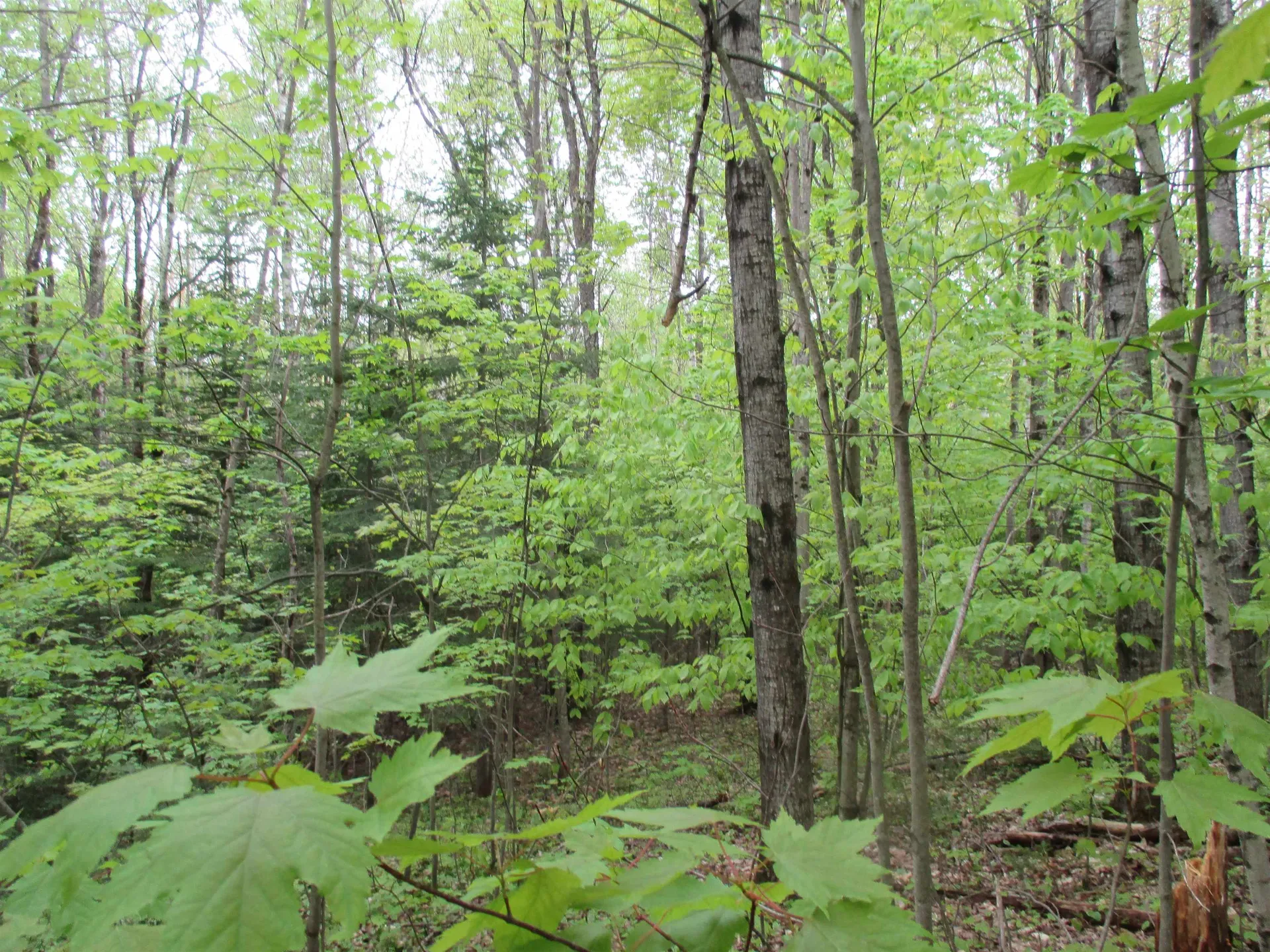 Kettle Farm Road Westfield VT 05874