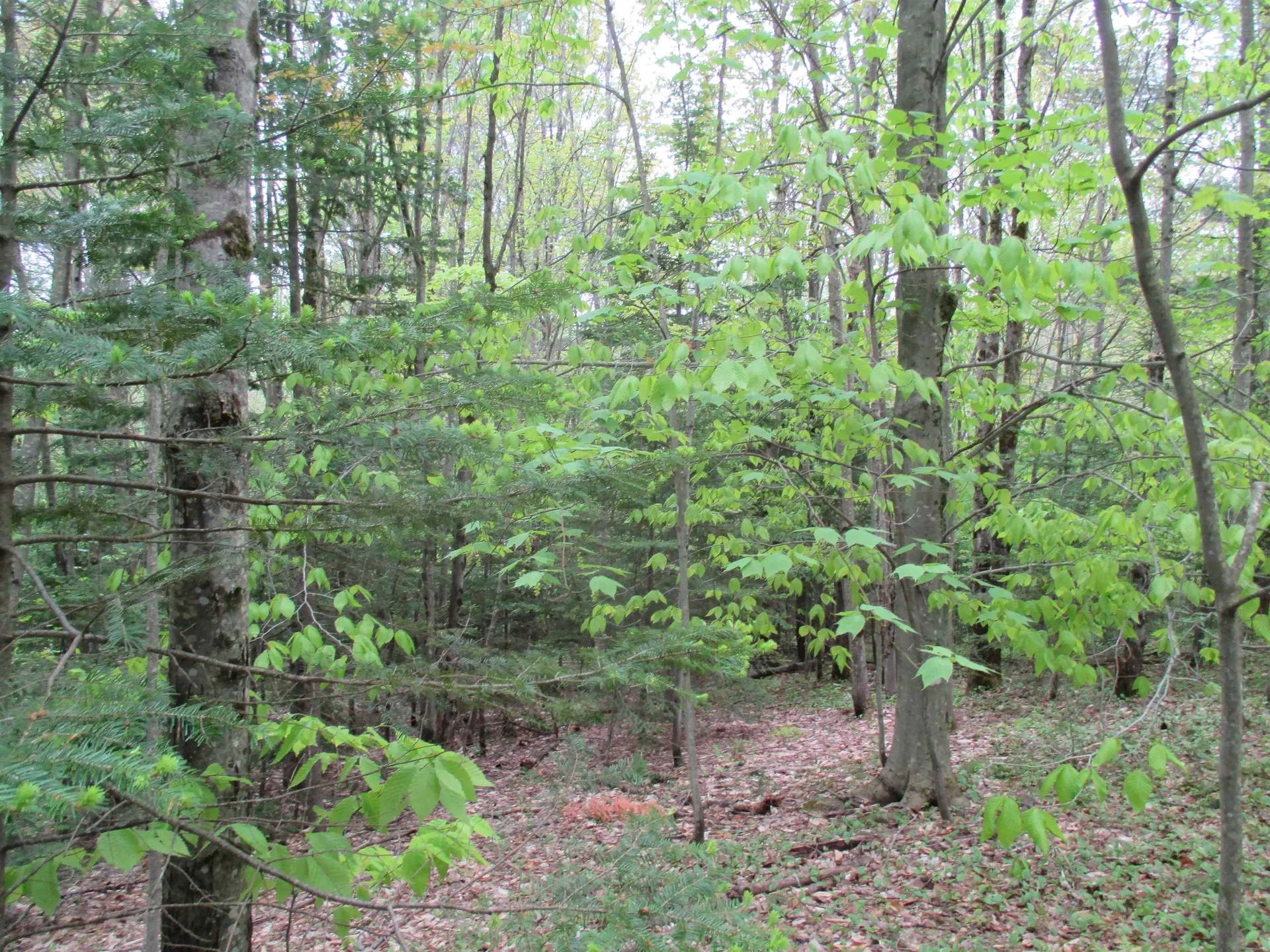 Kettle Farm Road Westfield VT 05874