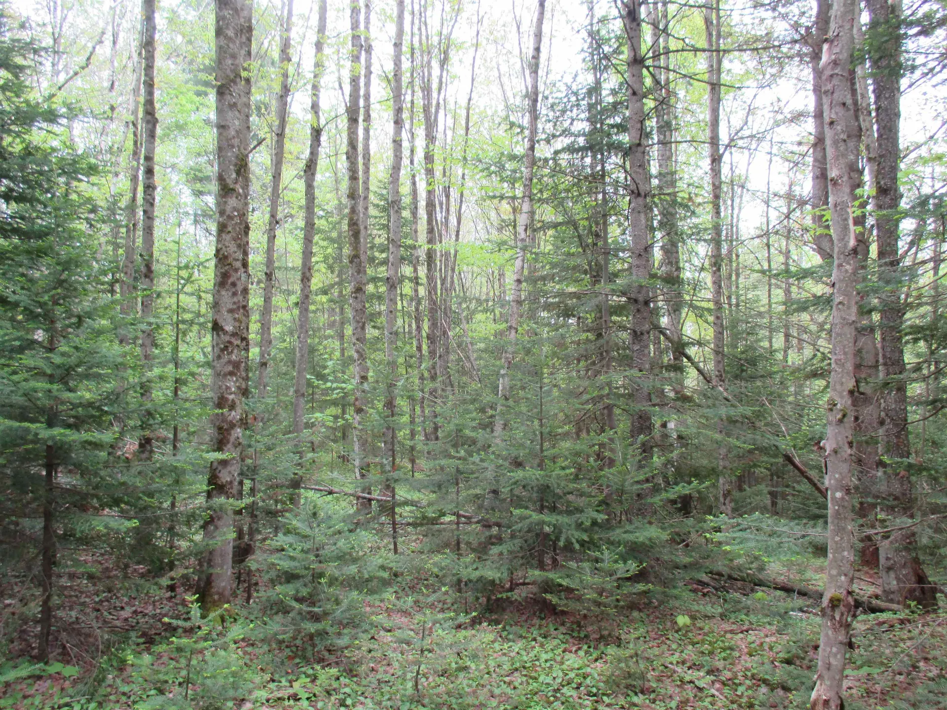 Kettle Farm Road Westfield VT 05874