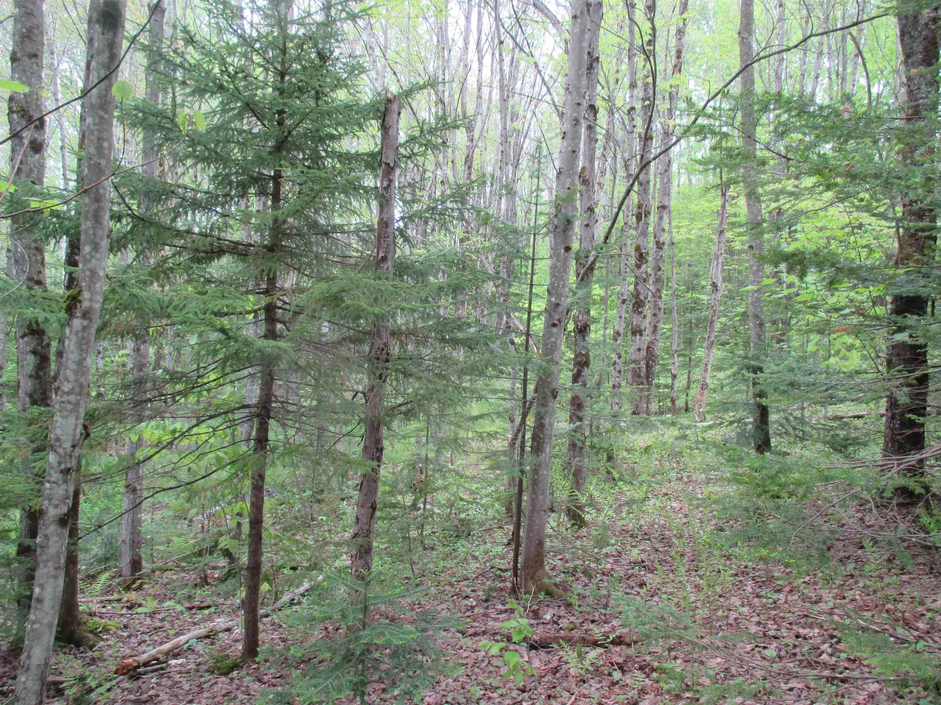 Kettle Farm Road Westfield VT 05874