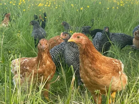 183 Morrie Road Washington VT 05675