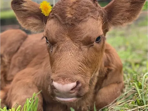 183 Morrie Road Washington VT 05675