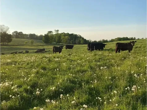 183 Morrie Road Washington VT 05675