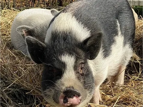 183 Morrie Road Washington VT 05675