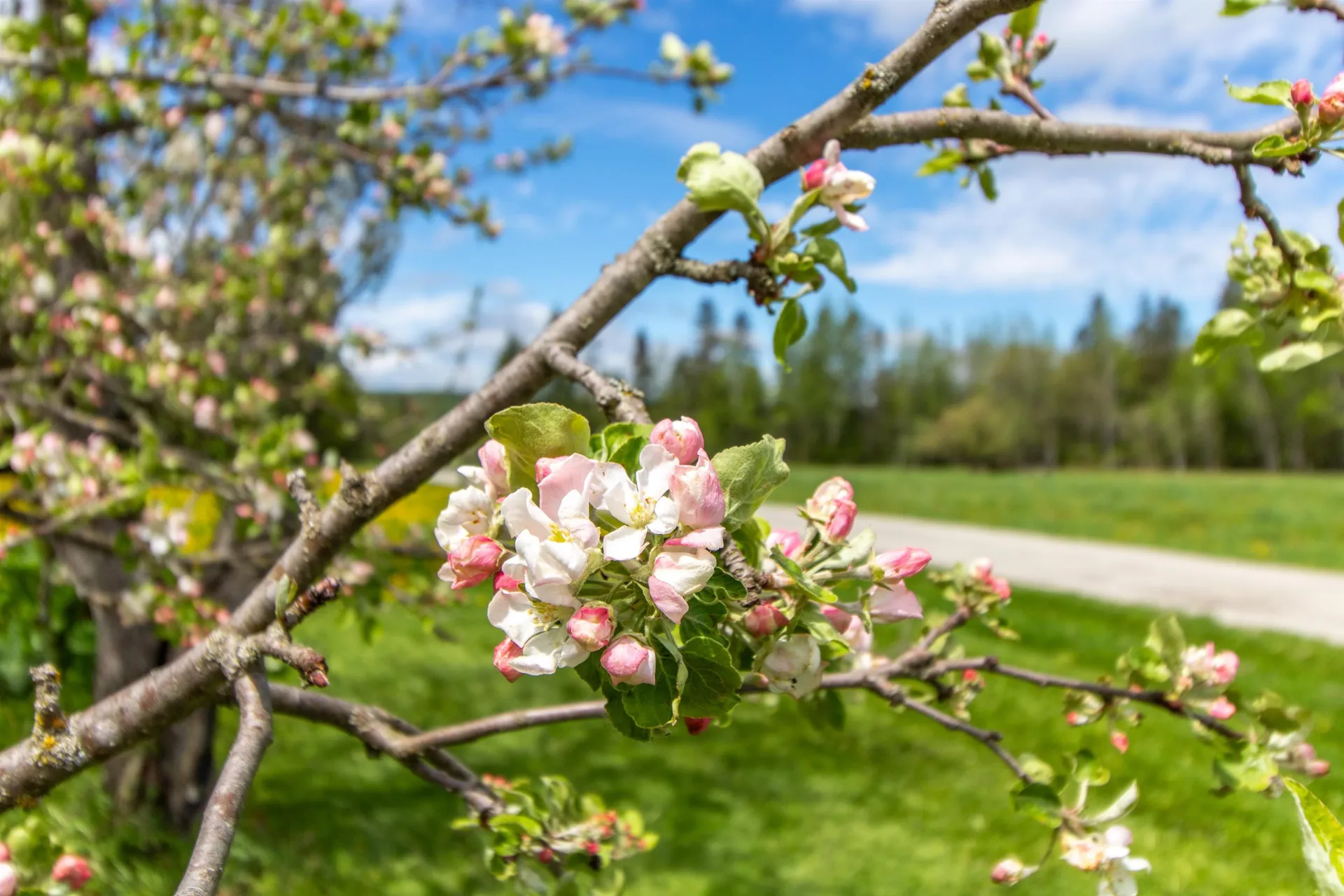 174 Andrews Road Holland VT 05830