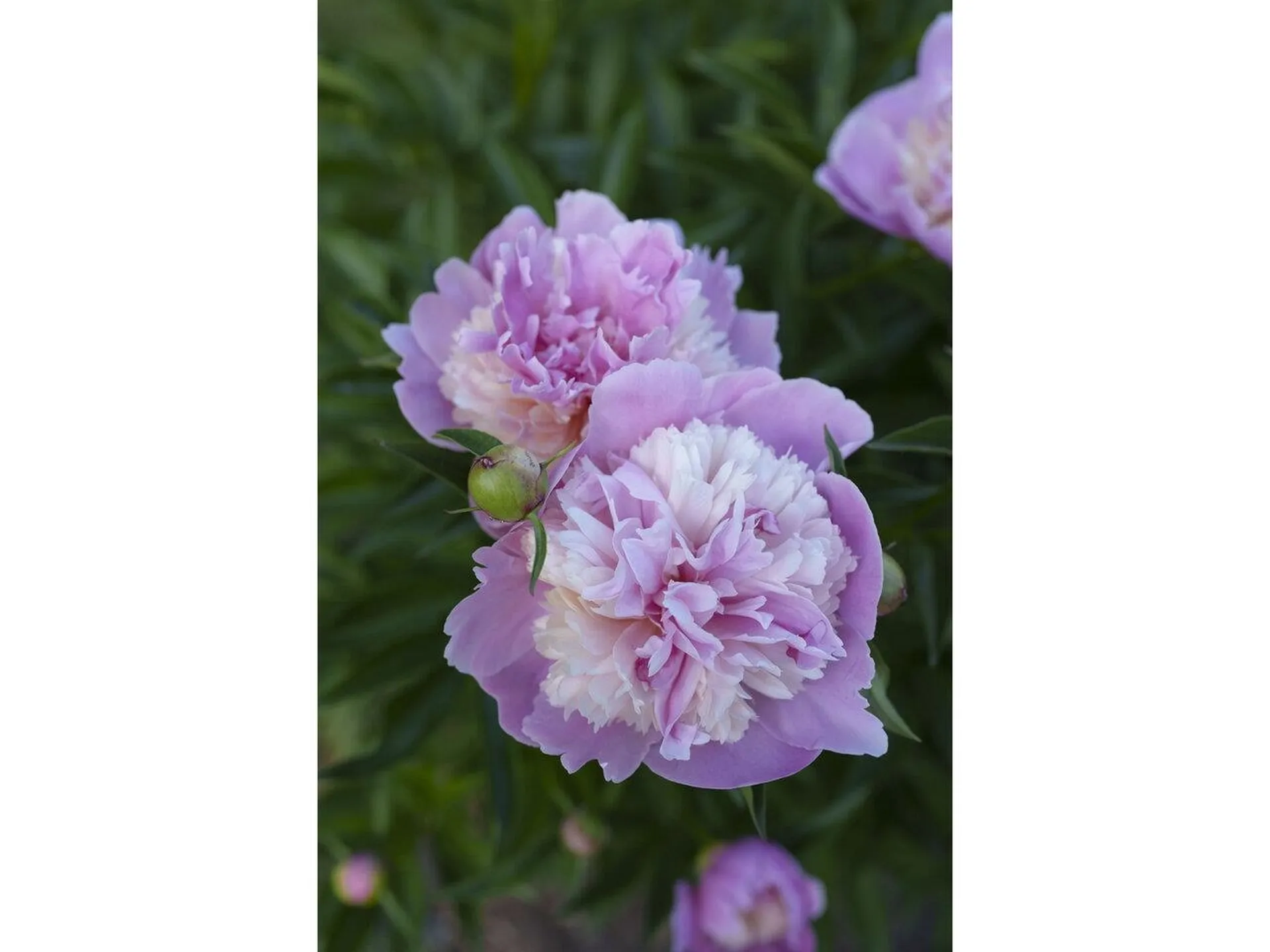 13 Butler Drive South Burlington VT 05403