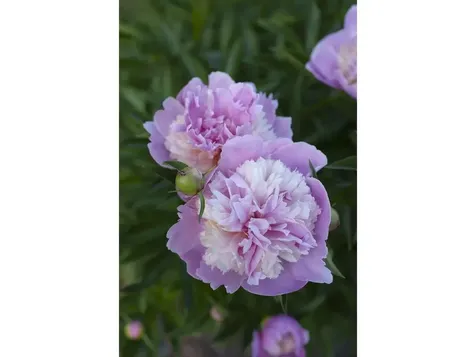 13 Butler Drive South Burlington VT 05403