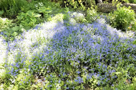 1186 Borough Road Charlestown NH 03603