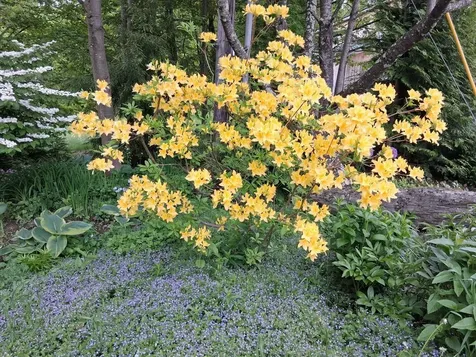 1186 Borough Road Charlestown NH 03603