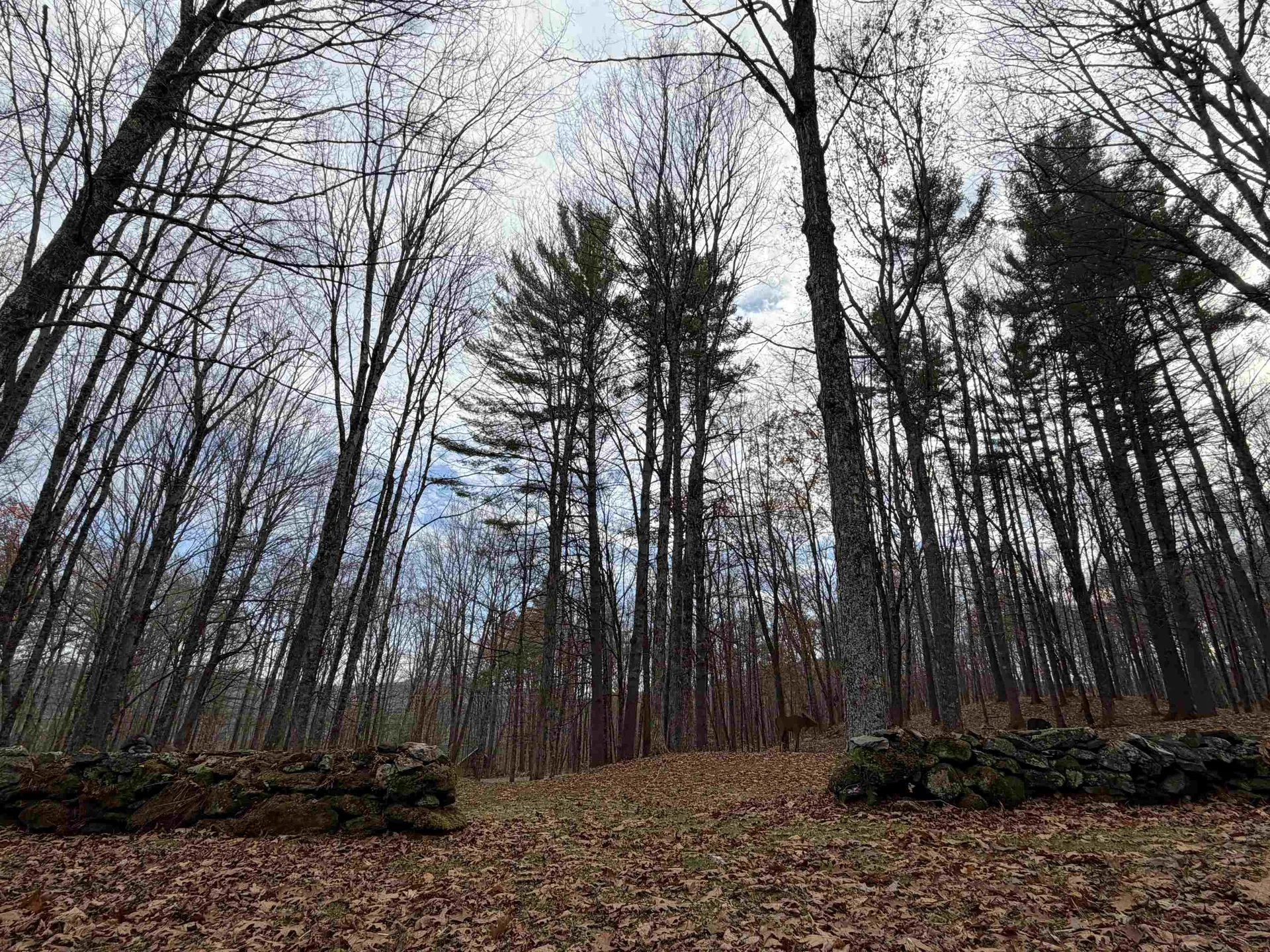 72 Oak Ridge Way Woodstock VT 05091