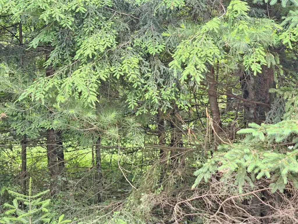 101 New Boston Road Lyndon VT 05851