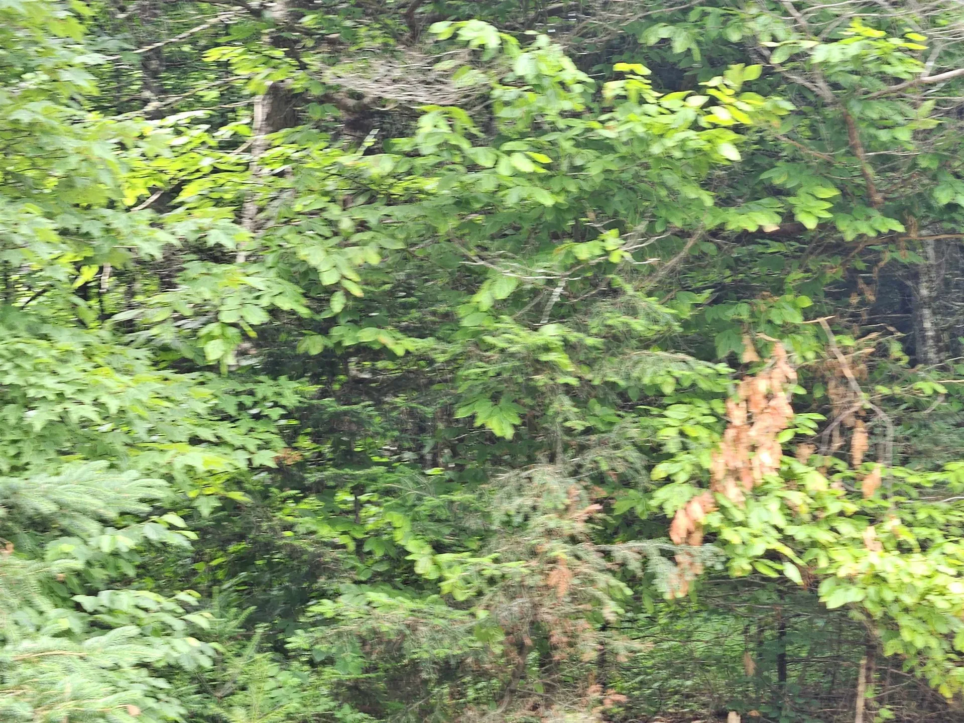 101 New Boston Road Lyndon VT 05851