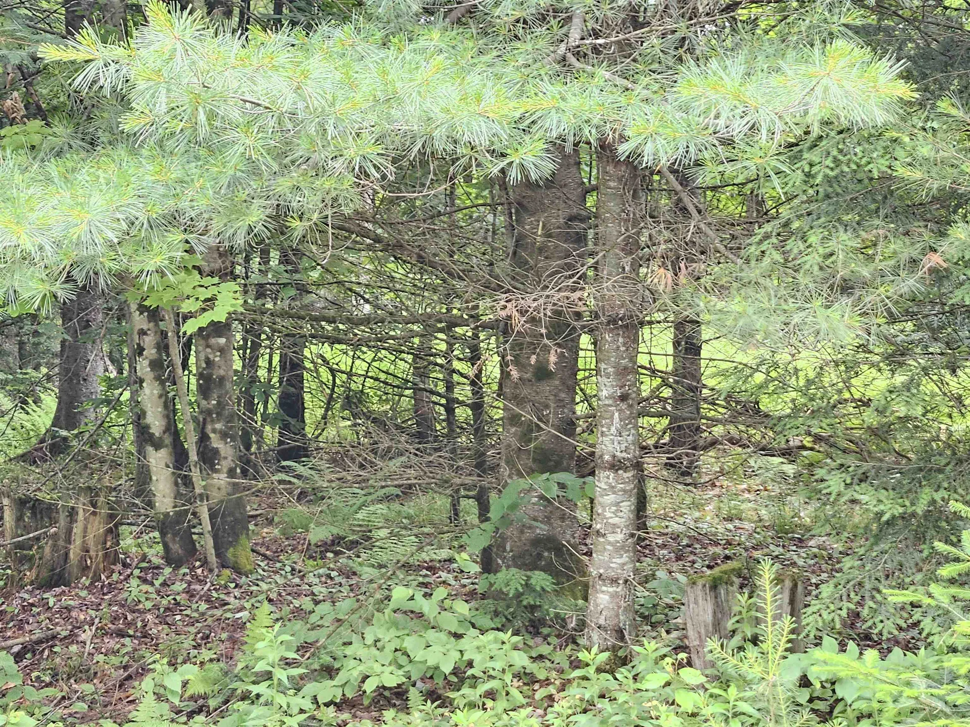 101 New Boston Road Lyndon VT 05851