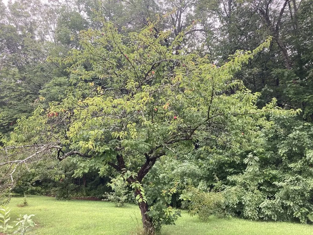 603 Washburn Road Alexandria NH 03222