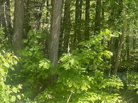 Stoney Brook Road Springfield NH 03284