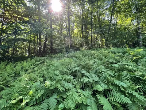 670 Wayeeses Shore Road Morgan VT 05853