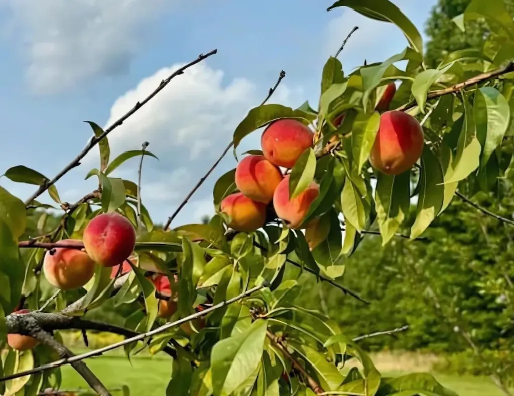 3236 Weston-andover Road Andover VT 05143