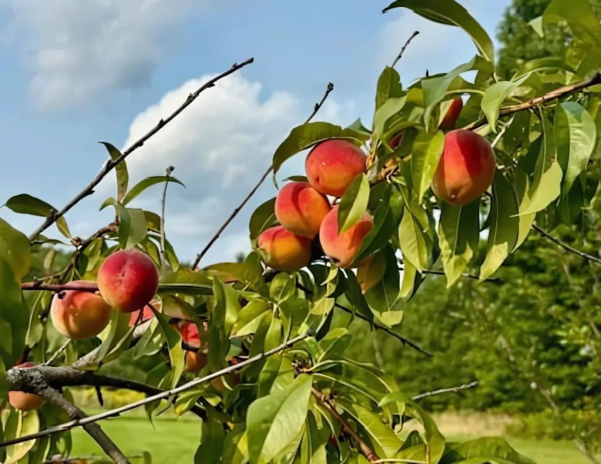 3236 Weston-andover Road Andover VT 05143