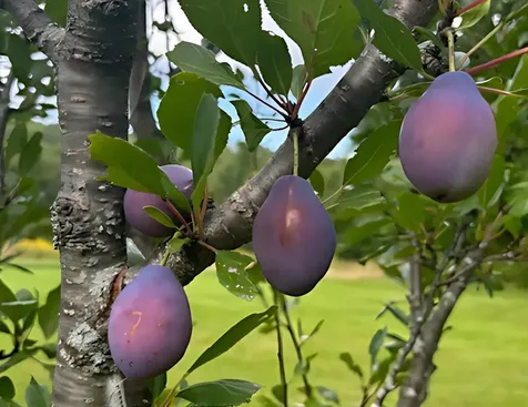 3236 Weston-andover Road Andover VT 05143